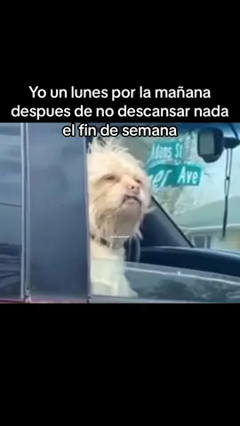 Necesito un mes de vacaciones porfavor 😩😩😂 #parati #fyp #descansar #madrugar #trabajar #yoellunes #porlamañana