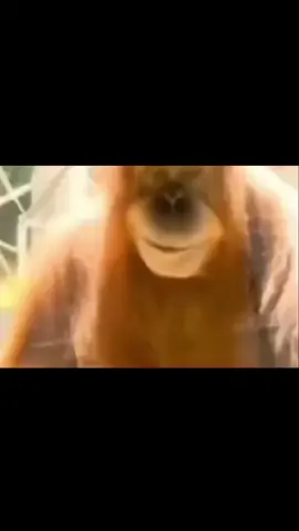 арангутант пугающе смотрит | the arangutant looks angrily #фон #мем #исходник 