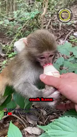 TRAGEDI BOTOL YAKUL #fyp #foryou #foryoupage #foryourpage #dubbing #dubbinglucu #dubbinghewan #dubbingbinatang #dubbingindonesia #demikfootball #demikanimal #demikanimalofficial
