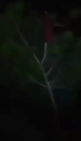 kuntilanak merah menampakan wujudnya dengan suara menyeramkan 😱😱😱 #kutilanakmerah #hantumovies #fypage #berandatiktok #tt #malamjumaat #jumatkliwon #hantuviral #hykidsitsyourmom #viraltiktoksekarang #pyf #fyppppppppppppppppppppppp 