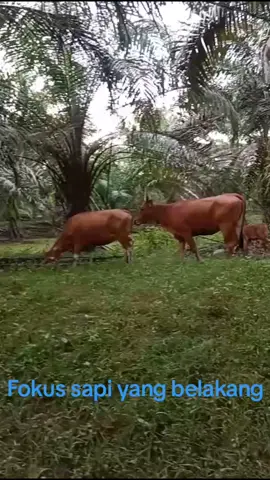 Sapi limbal sedang birahi