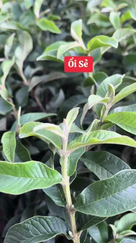Ổi sẻ cập nhật ngày 2/1/2024#huyềnlinhcâygiống #huyenlinhgarden #oise 