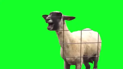 Screaming GOAT OG meme GREEN SCREEN #greenscreen #meme #goat #funny #fyp 