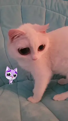 #bigeyes #cute #catsoftiktok #fyp 