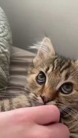 she purrs so loud  🤍 #fypシ #kitten #cute #cats 