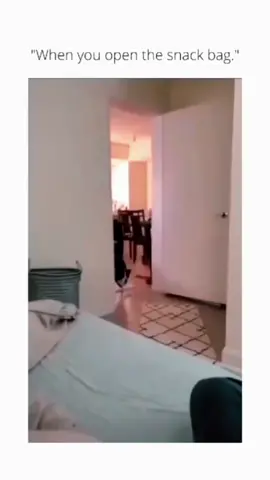 Funny and cute dog compilation 🤣 #funnydog #funnypet #cutedog #dogsoftiktok #dog 