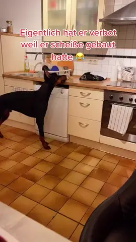 #fyp #foryou #viral #hundevideos #hunde #dogvideos #dog #erinnerung 