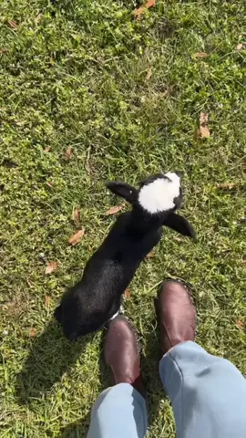 Shouldve named him Shadow 🫣🤣 #farmlife #littlelamb 