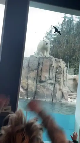Give him his 10s!!! The Polar bear cubs were paws-itively prepared to plunge into 2024. ❄️🐻‍❄️🌊 Thank you Camp Counselor Morgan for sharing this unbearably adorable moment! #ToledoZoo #ToledoOhio #Toledo #419 #Tol #PolarBear #PolarBears #PolarBearCub #PolarBearCub #Cubs #BearCubs #Polar #Bear #Zoo #ZooAnimals #Animal #Animals #CuteAnimals #FunnyAnimals