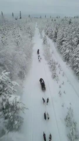 Husky Ride in Lapland - Drone Edition ❄️ #travel #traveltiktok #finland #lapland #laplandfinland #rovaniemi #ivalo #husky #snow