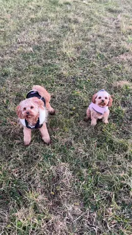 Two little muddy puppies ready for winter ❄️ #cavapoopuppy #puppiesoftiktok #dogsoftiktok 