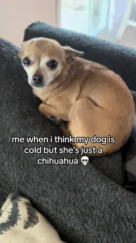 ifykyk😭  #chihuahua #dog #cold #shivering #fyp #foryoupage