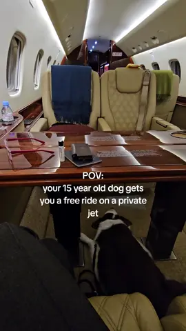 This is my new standard of flying and I'll never accept anything less 💅🏻 #dogsoftiktok #dog #olddog #privatejet #FeelsSOWEIRDtohashtagthat #flyinginstyle 