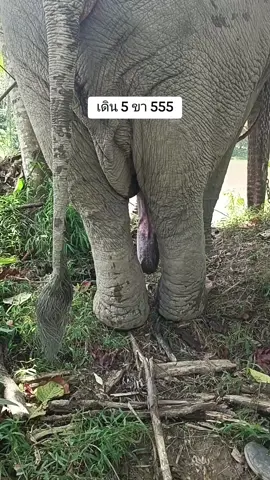 เดิน 5 ขา 555#พลายล้านกับควานภูผา #นาหลวงเสน_ทุ่งสง_นครศรี #พลายล้าน #พลายล้านเมืองทุ่งสง 