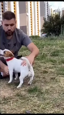 #foryou #cachorrodandomortal #calaboca #totrabalhandopoha 