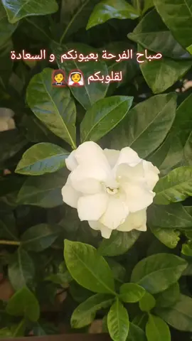 #صباح_الخير #فيروز #عروستنا_الحلوه #الاردن #لبنان #fyp #فرحة #سعادة #👰 