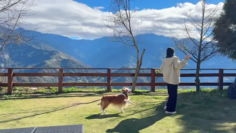 #邊境牧羊犬布布 #會跳舞的狗狗 #taiwan #pet #汪星人 #ボーダーコリー #bordercollie #보더콜리 #寵物熱門 #dogdance 