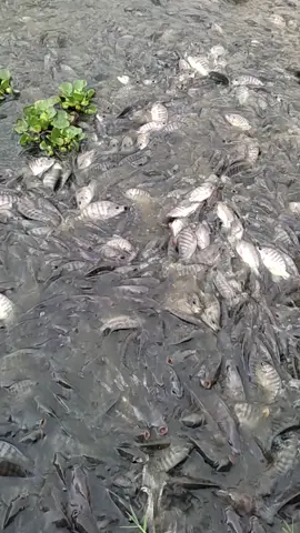 ikan mujair Nirwana #fish #budidayaikanairtawar #fish #fishing #ikan #fypシ゚viral #fypシ 