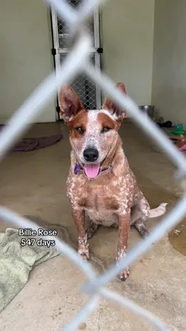 they have been with us for way to long 💔 #foryou #rescueisthebestbreed #rescue #dogsoftiktok #perth #fyp #adoptme 