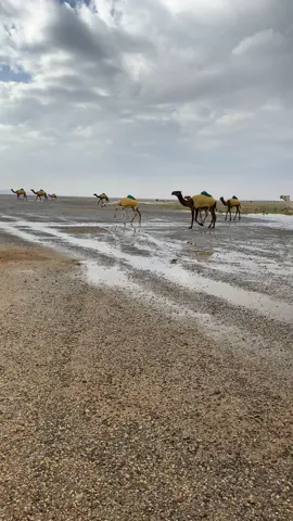 #نجدالعذيه #متعبات #ابن_كفل #العطاوي #الروقي #عتيبه_الهيلا #اكسبلورexplore #قووووووووويه #الشعب_الصيني_ماله_حل #جاك_بوشً_دبرته_عند_وباله✅ 