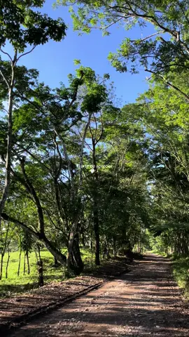 🥰🍃#naturevibes #parati #vidarural💚💚 #earthmagic #rancholife #naturaleza #verde #🍃 
