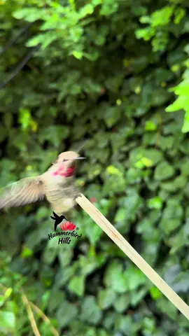 Male Annas Hummingbird in slow-motion ✨ #hummingbirds #nature #annashummingbird  . Share this video with friends and family to spread the joy of hummingbirds ✨ . . © All rights reserved.  Don’t use without permission.  . . . #birds #naturelover #Outdoors #birdwatching #gardenbirds #featherperfection #instabirds #wildlife #hummingbirdfeeder #backyardbirds #birdsinflight #hummingbird  #hummingbirdsoftiktok #asmr #foryou #vibes #WeekendVibes #viral #fyp #foryoupage #reels #birdreels #naturereels #reels__tiktok #viralvideo 