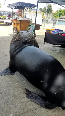 un clásico del sur #valdivia #humorchileno #humortiktok #parati #chile #chile🇨🇱 #trending #trend #tiktokchile #trend2024 #lobomarino #fyp 