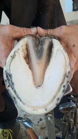 #tiktok #viral #foryou #fyp #hoof #hoofpicking #hooftriming #hoofcare #hoofcleaning #farrier #farriersontiktok #satisfyingvideo #oddlysatisfying #farriersoftiktok 