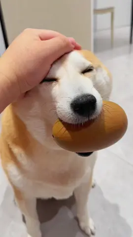 #shibainu 