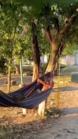 Long snake falling from the tree on you while napping.#snake #goodprank #viral #fyp 