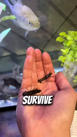 Will he Survive????  #livefeeding #bluegill #monsterfish #abcxyz #viral #fyp 