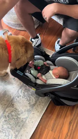 The best day ever #dogsandbabies #dogmeetingbaby #fyp #foryoupage #dogsoftiktok #goldenretriever 