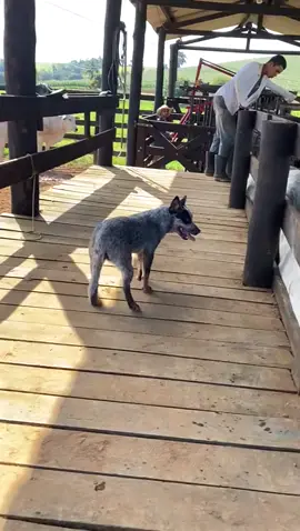 #blueheeler #pegarex #Tequila #nelore 