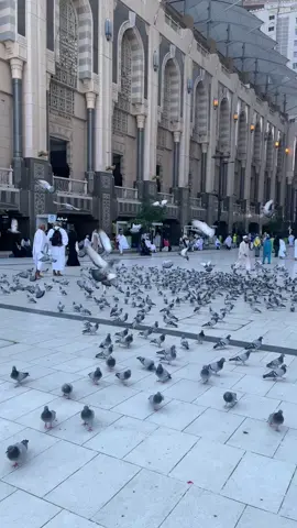 #الحرم_مكة_المكرمة #حمام_الحرم_المكي_الشريف🕌🕋🕊🕊🕊🕊🕊 #يوم_في_مكة 