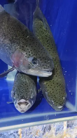 Cá hồi tươi tại bể siêu thị hải sản Lăng Cô Bay. Hãy đến ngay để thưởng thức những món ăn tươi ngon chế biến từ cá hồi tại nhà hàng hải sản Lăng Cô Bay. Lần đầu tiên tại Thủ đô Hà Nội thưởng thức hải sản tươi ngon trong không gian hang động độc đáo. Đến ngày và trải nghiệm! #haisan #nhahanglangcobay #haisantuoisong #haisantuoisonghanoi #haisanlangcobay #sieuthihaisanlangcobay #nhahanghaisanlangcobay #xuhuong #trends  #CelebrarDeMulherParaMulher 