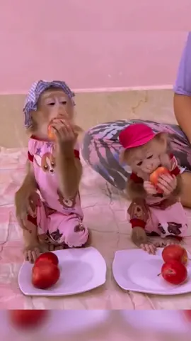 Happy everyday!#monkey #tiktok #cute #fyp 