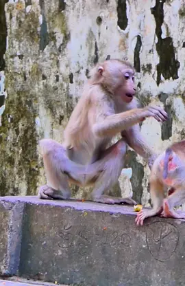 Daily Wildlife Monkey #Rainbow #Leo #Lucie #Libby