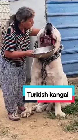 Part 75 | Trending Biggest Dog 🐕 Turkish kangal #dogsofttiktok #trending #foryoupage  #doglover #turkish #kangal #pkanimals 