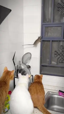 None of the three cats dared to pounce😅#funnyanimals #funny #funnycat #cat #catsoftiktok #pets #cute #meme #funnyvideos #PetsOfTikTok #fyp #wild #wildlife #foryou 