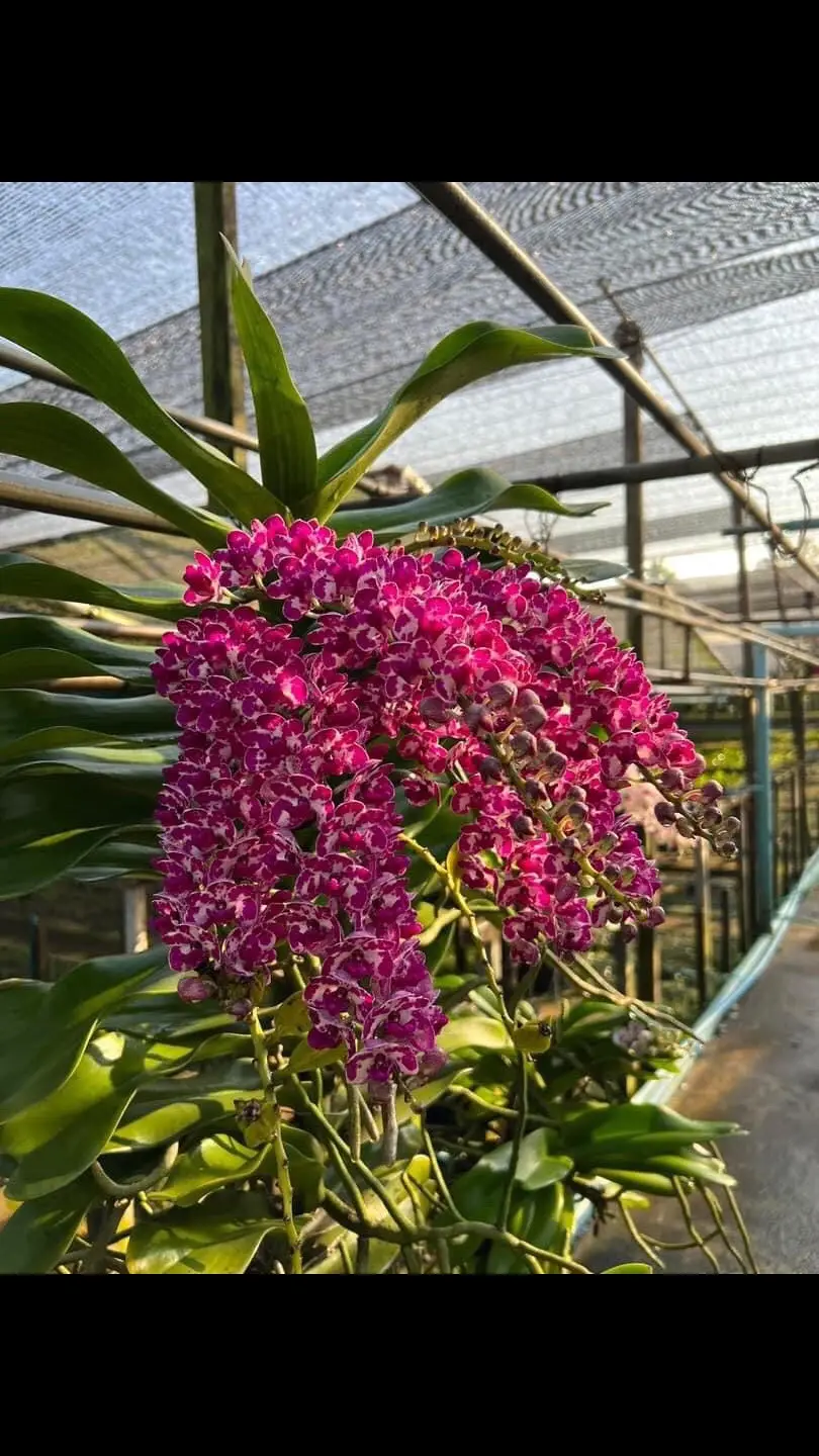 #lannghinhxuan #hoalan #landaichau #lanngocdiem 