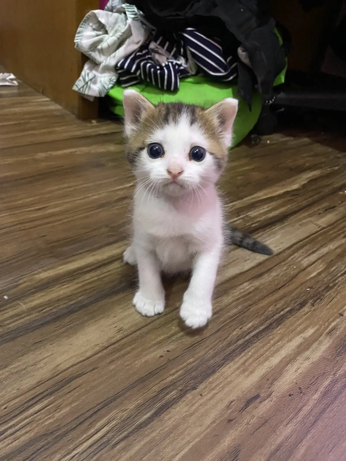 tompels #cat #catsoftiktok #cats #catlover #cattok #kitten #kucing #sleepcat #kuntibogel 