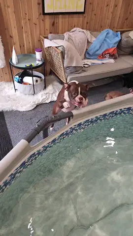 Happy THORSday!!! #family #funnydogreels #freebird #bostonterrier #happydog 