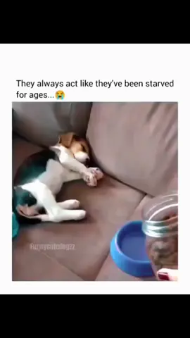 Funny and cute dog compilation 🤣😄 #funnydog #funnypet #cutedog #doglover #dogsoftiktok #dog 