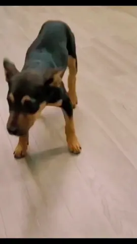 Dogs dancing around#wildlife #nature #world #amazing #life #animals #dogs 