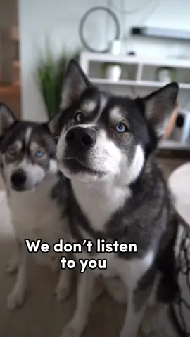 Dad can’t catch a break 😭😂 #husky #huskies #huskiesoftiktok #dogsoftiktok #dogs #huskylove #dogsvideo #doglover #dog #huskylife 