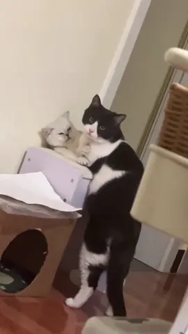 The scene where a cat was caught having an affair#Tiktok #foryoupage #catsoftiktok #catlover #catperscats #cats #cat