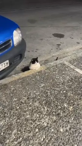 poninya belah dua mana mukanya songong😭#foryou #fyp #kucinglucu #catlovers #kucing 