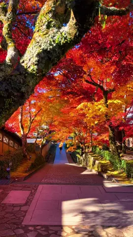 Eigen-ji Temple(Shiga) / 永源寺 This is the first time I have seen autumn leaves so colorful🥰🍁 #autumn #autumnvibes #fall #aki #秋 #autumnleaves #eigenji #永源寺 #紅葉 #japan #japan2024 #temple #japantemple 