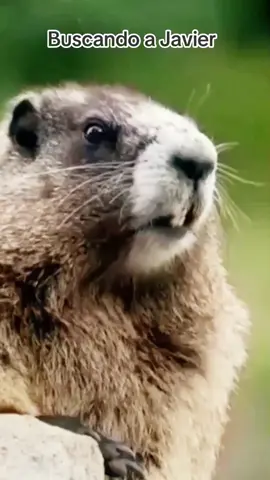 Buscando a Javier. Donde estas? Di algo! #funnyvideos #animalitostiktok #parati #CapCut 