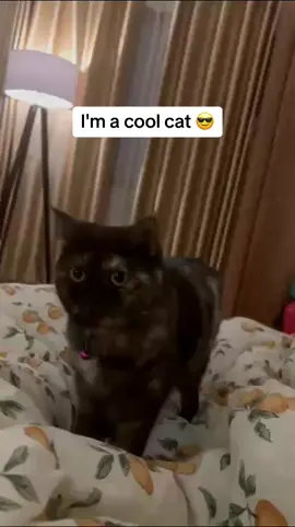 #cats #catsoftiktok #catlover #viral #fyp 